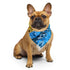 Pansexual Pride Waves Bandana
